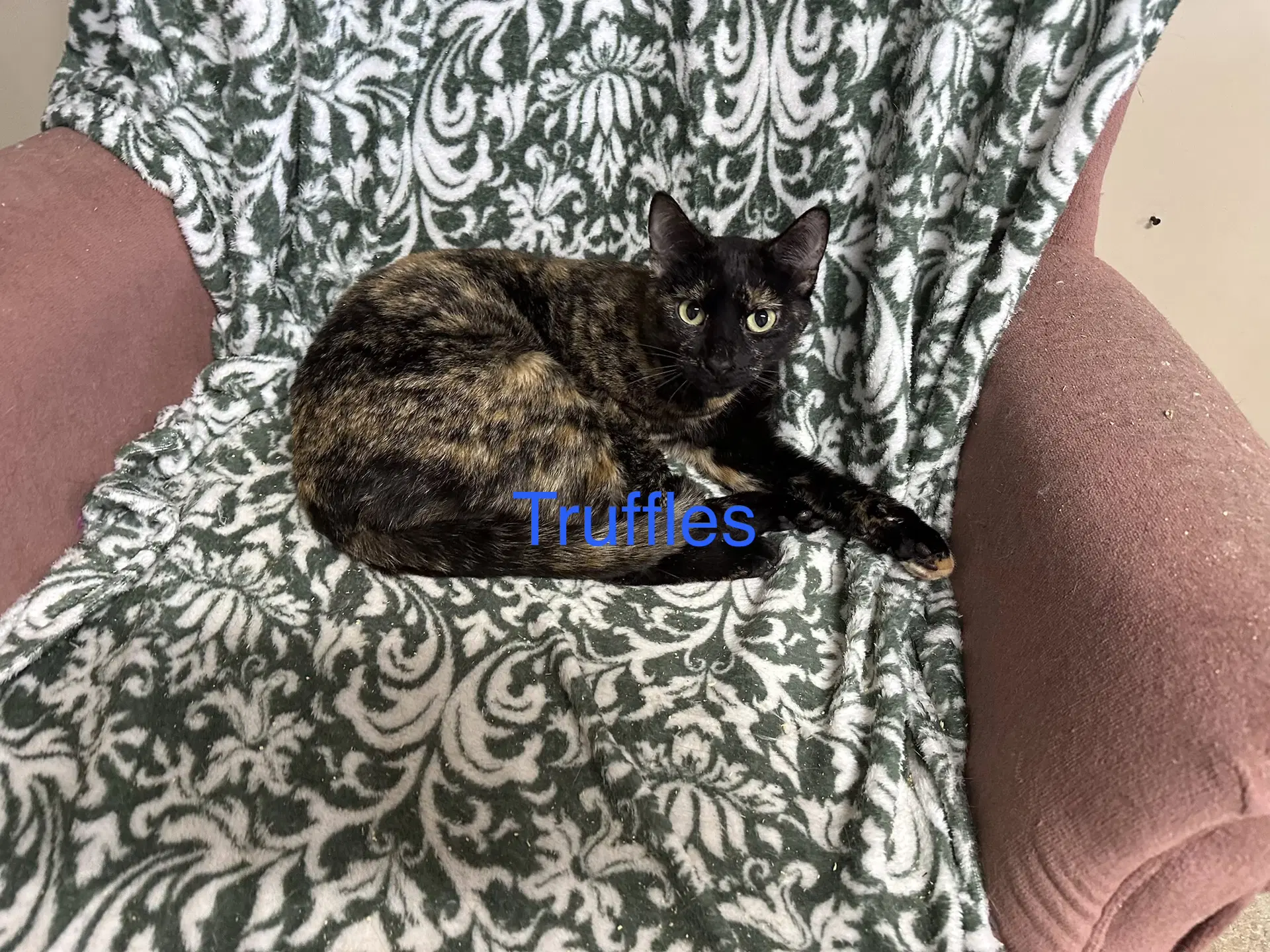 Truffles - Tortoiseshell