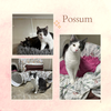 Possum