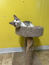 adoptable Cat in stover, MO named Trinity
