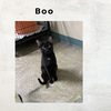 Boo