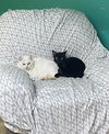 Boo