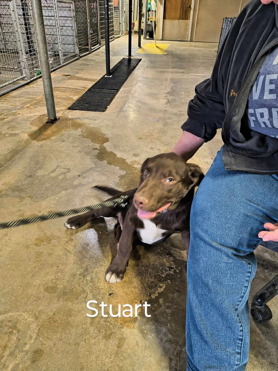 Stuart