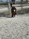 Georgie