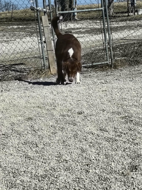 GEORGIE - Australian Shepherd / Great Pyrenees available for adoption