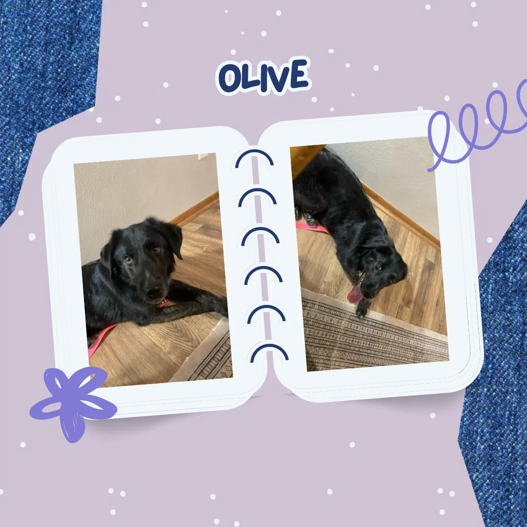 Olive image 2