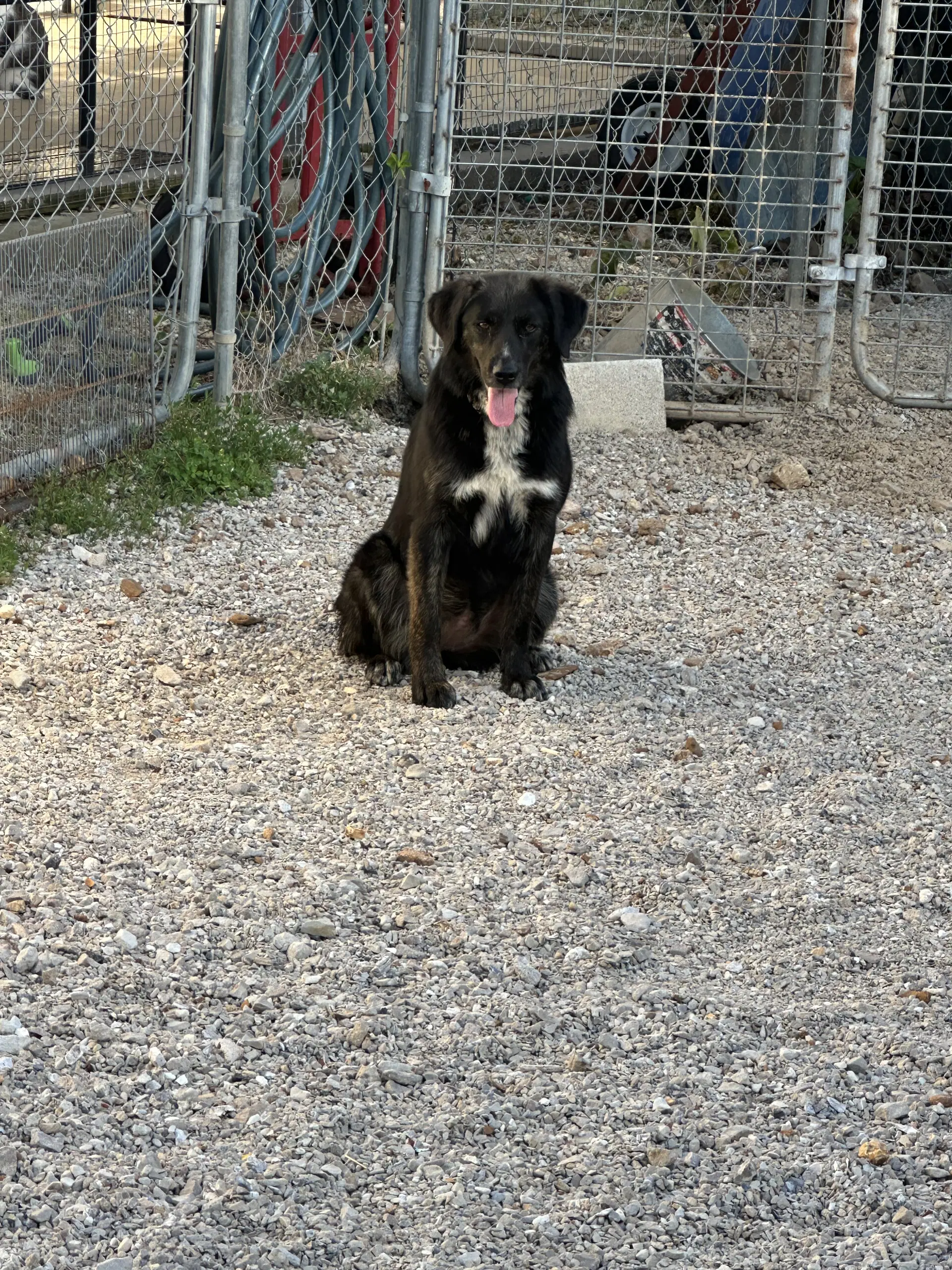 Olive - Australian Shepherd