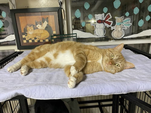 Tigger2