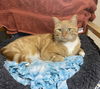 Tigger2