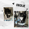 Oriole