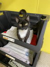 adoptable Cat in  named Oriole