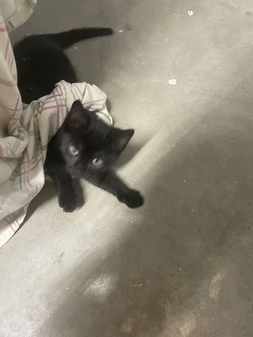 Pepper