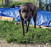 adoptable Dog in  named Belle
