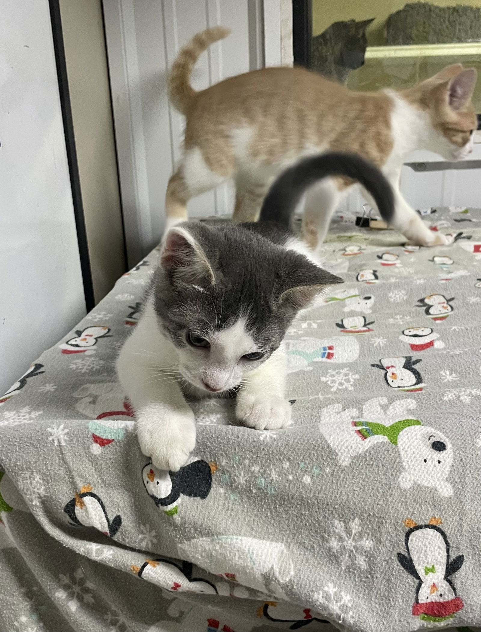 adoptable Cat in Stover, MO named Stanley