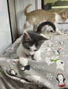 adoptable Cat in stover, MO named Stanley