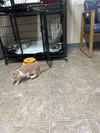 adoptable Cat in stover, MO named Mac