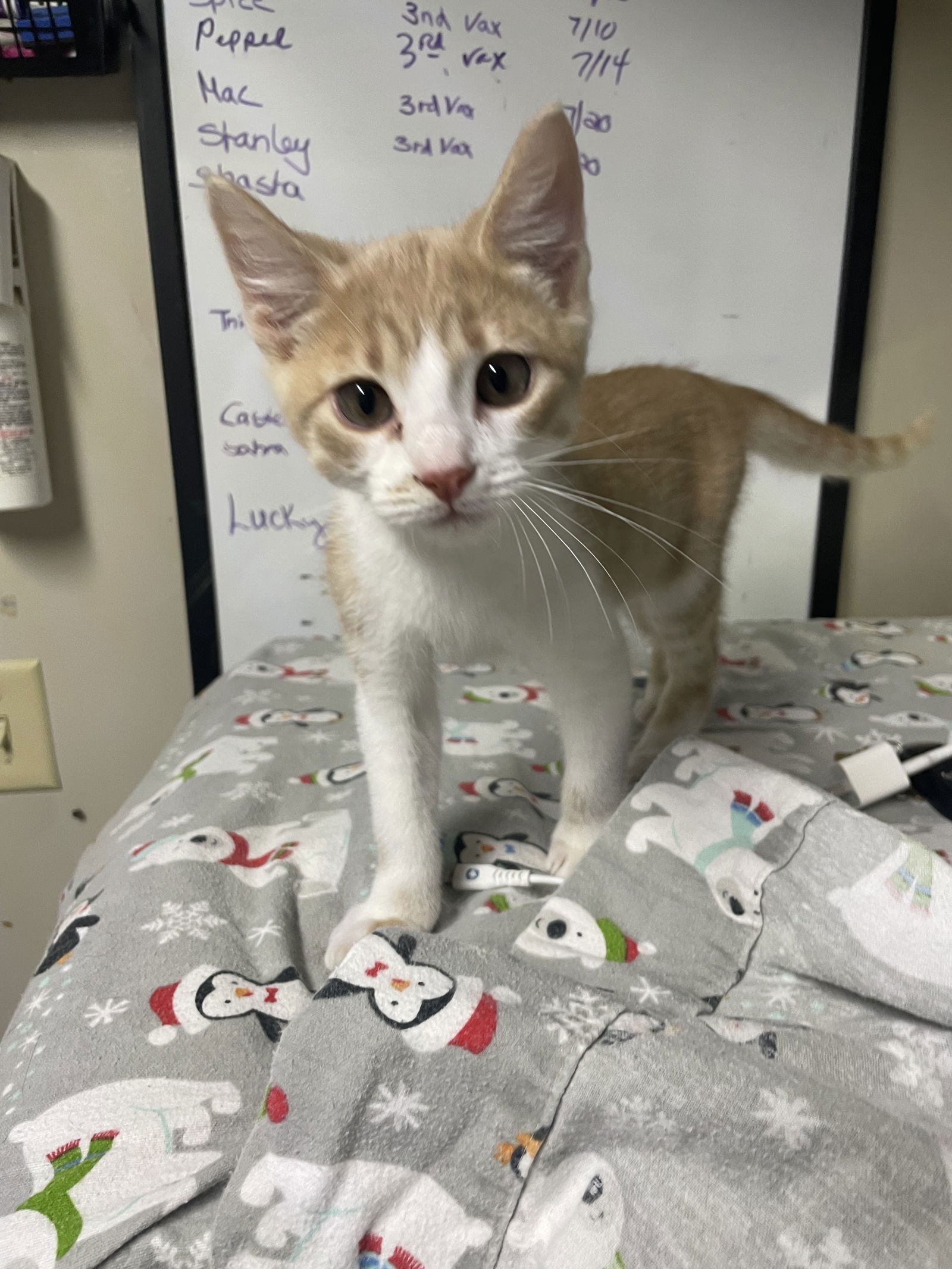 adoptable Cat in Stover, MO named Mac