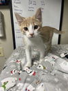 adoptable Cat in stover, MO named Mac