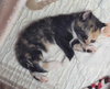Nora