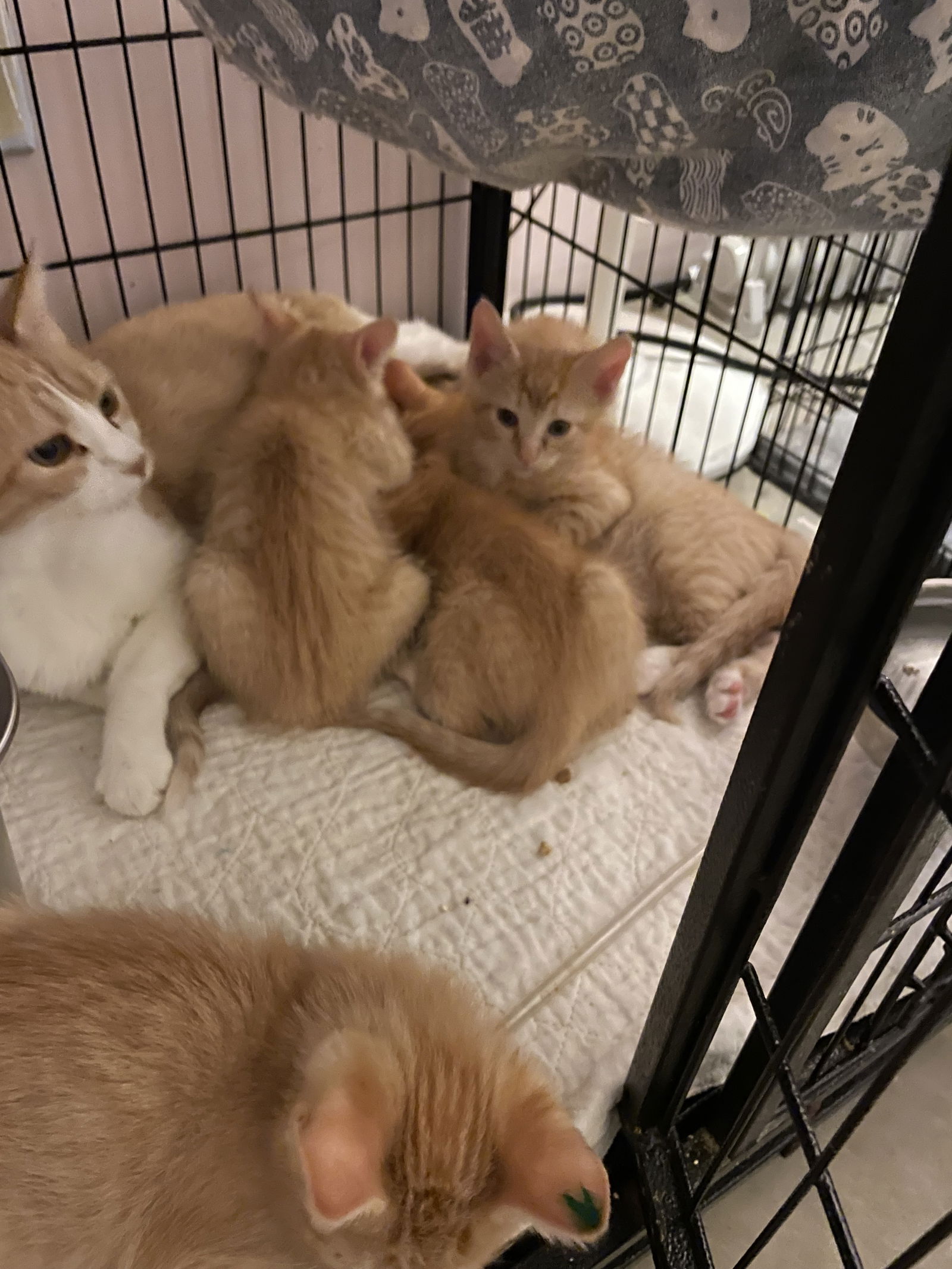 adoptable Cat in Stover, MO named Maisie +5