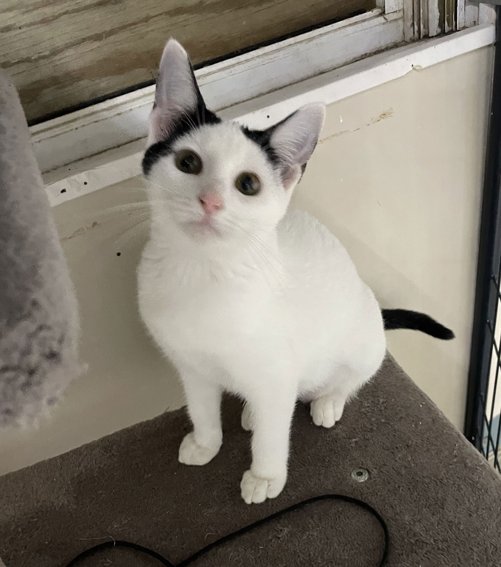 adoptable Cat in Stover, MO named Trouble