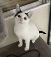 adoptable Cat in stover, MO named Trouble