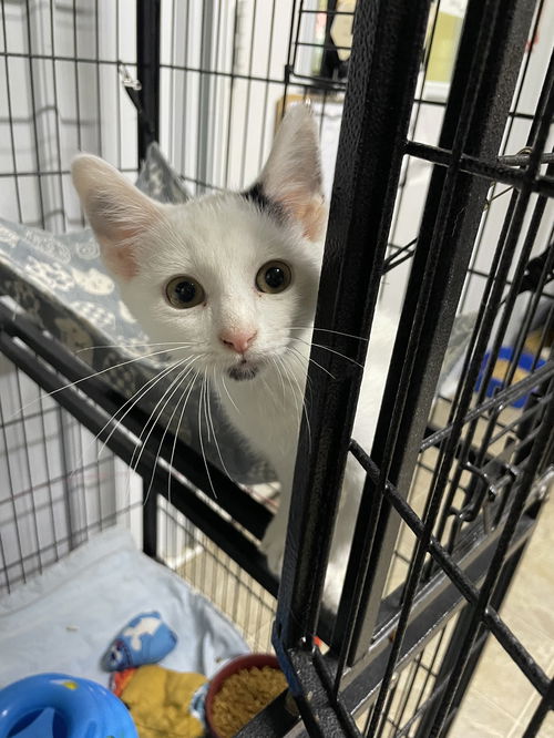 Domino