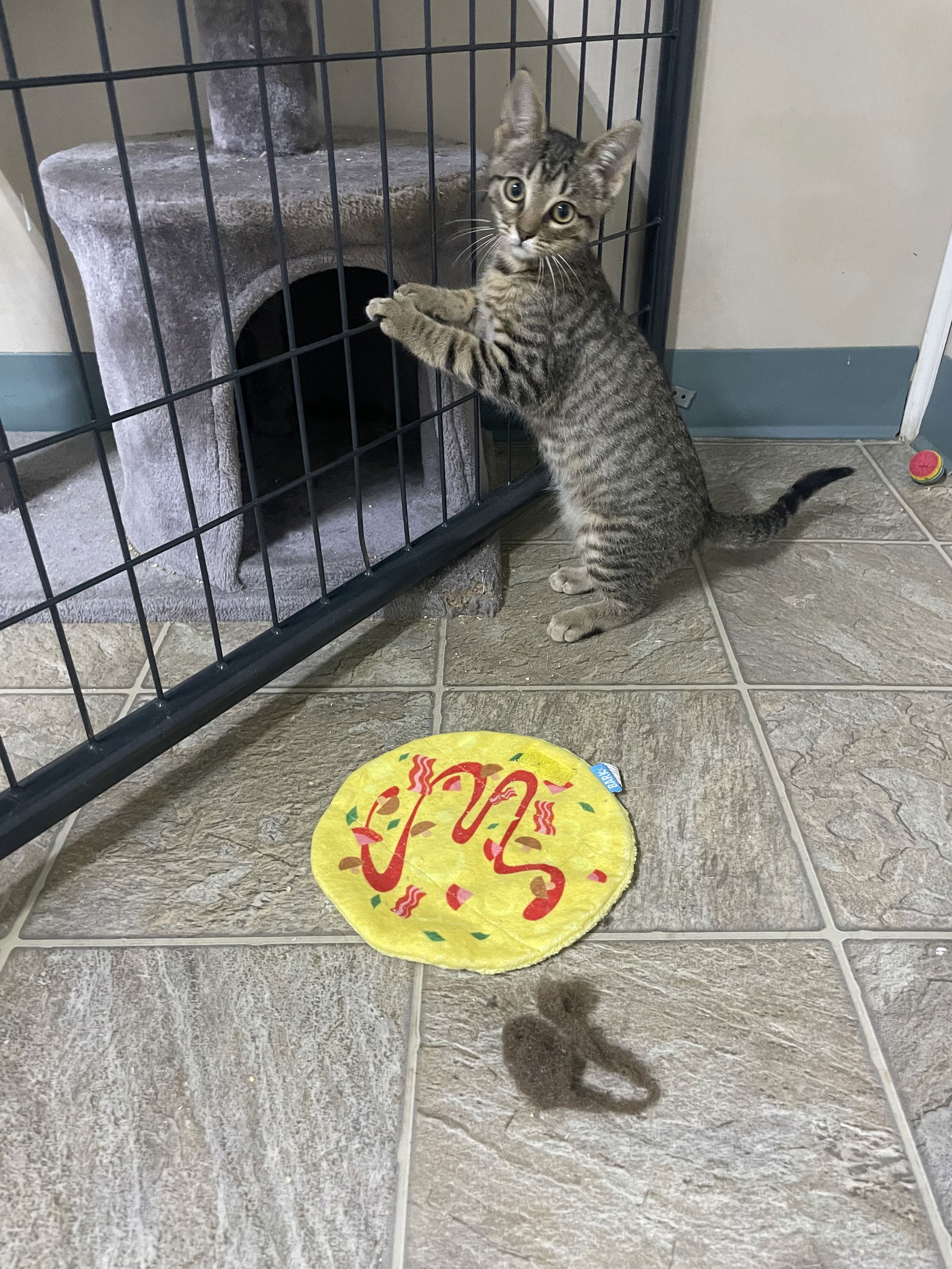 adoptable Cat in Stover, MO named Sara