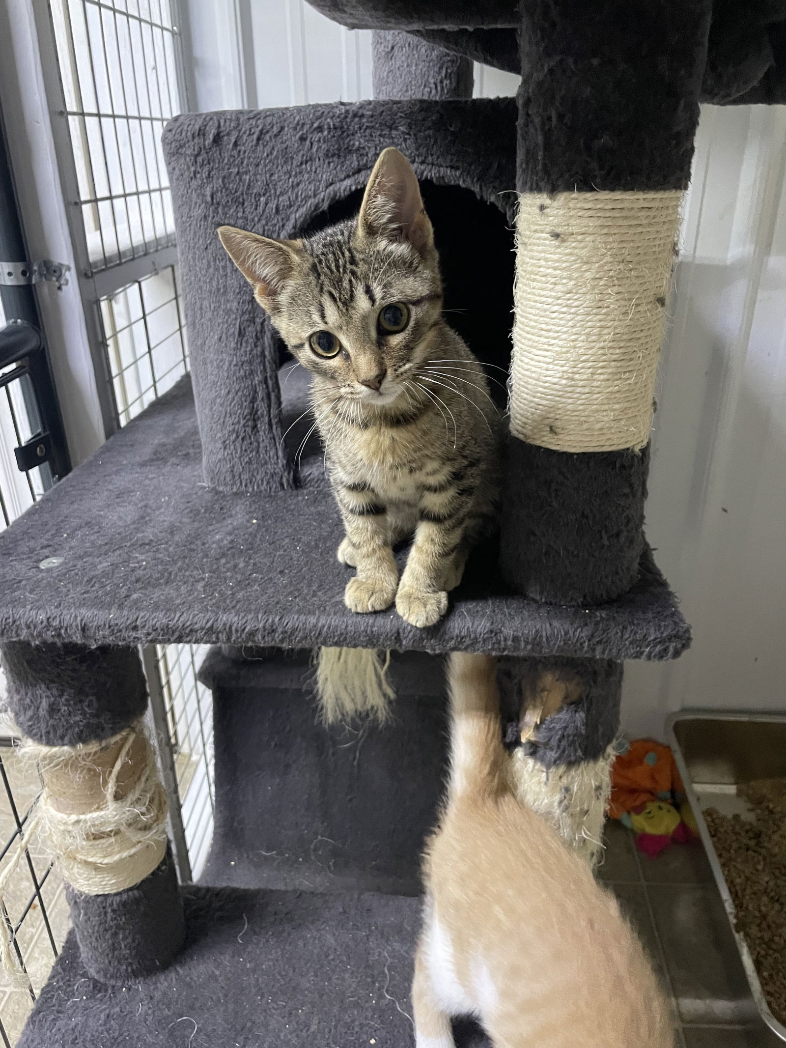 adoptable Cat in Stover, MO named Sara