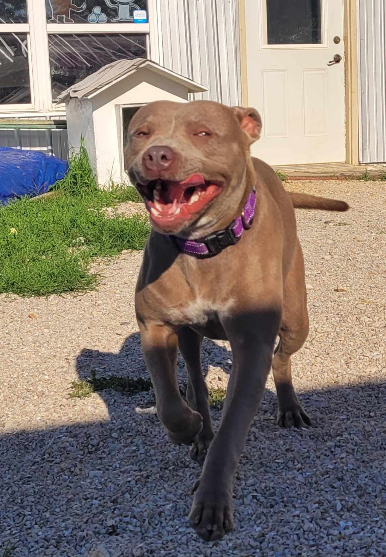 adoptable Dog in Stover, MO named Missy