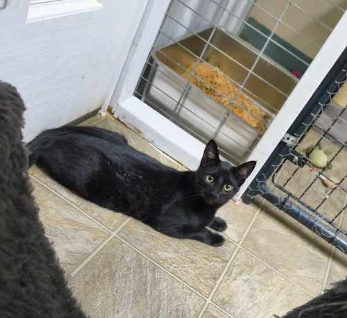 picture of the cat needing adoption