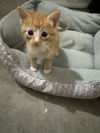 adoptable Cat in stover, MO named Porter