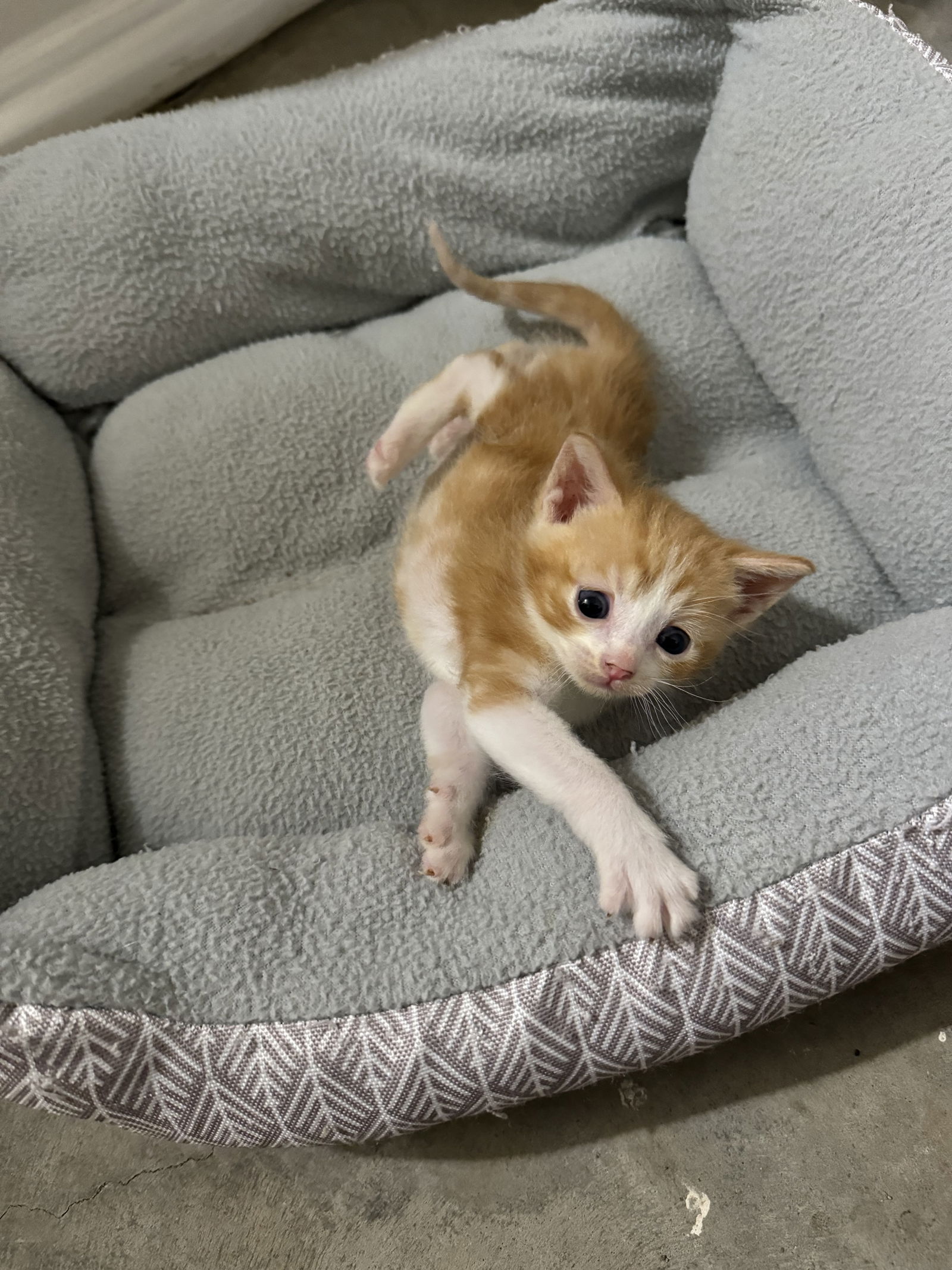 adoptable Cat in Stover, MO named Mel