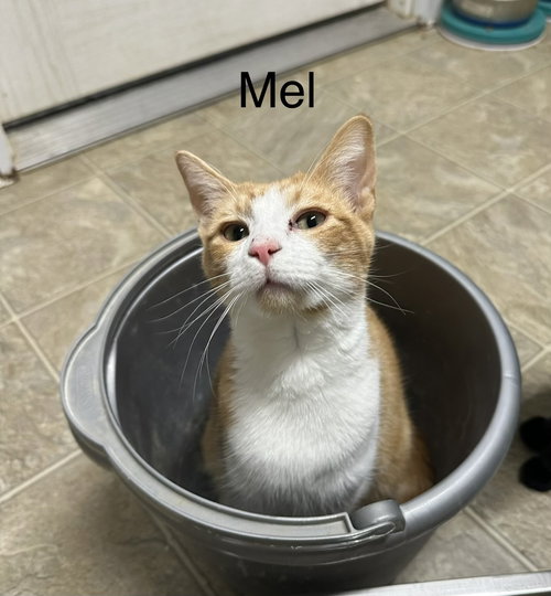 Mel