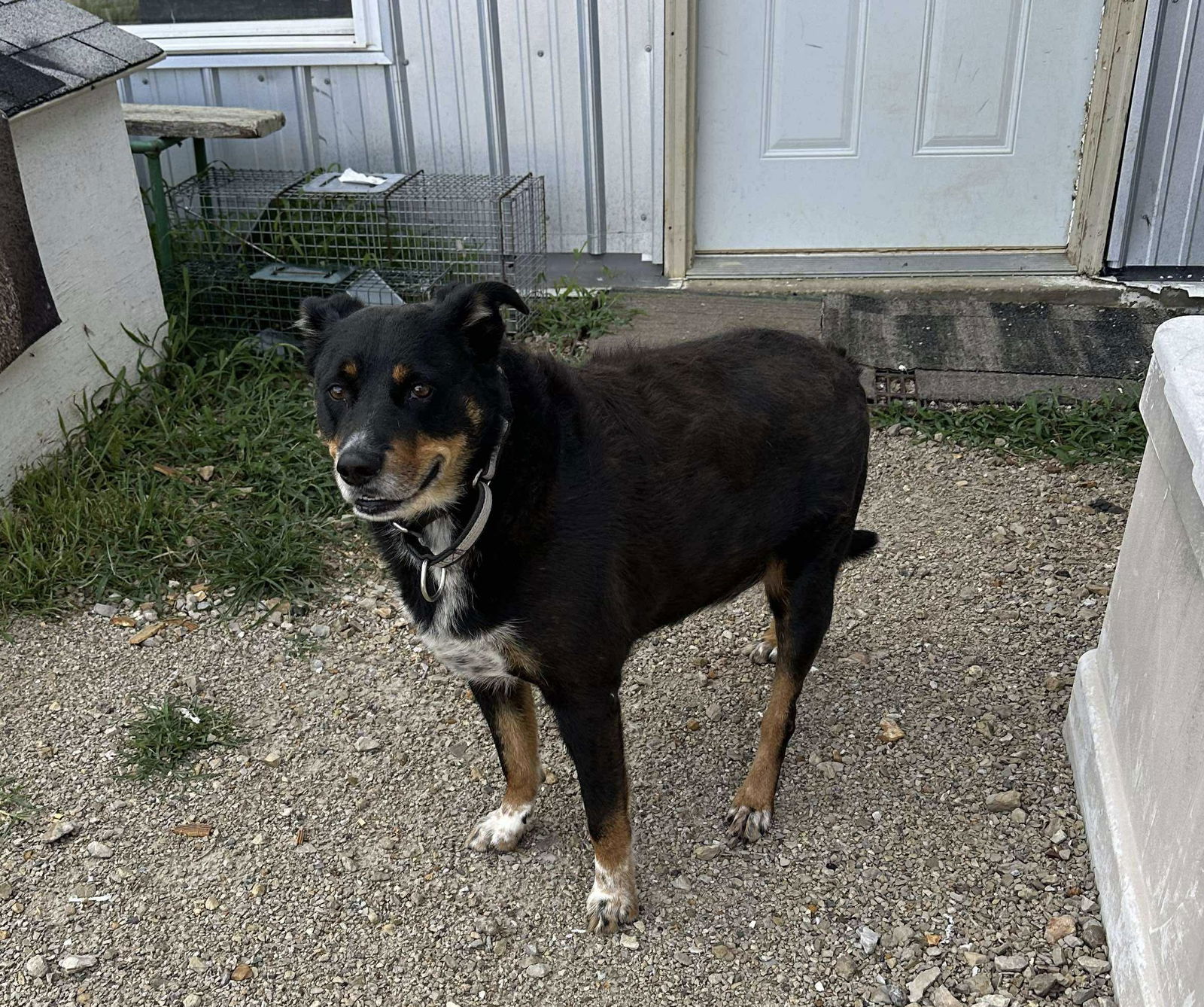 adoptable Dog in Stover, MO named Lucky