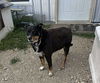 adoptable Dog in stover, MO named Lucky