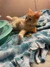 adoptable Cat in stover, MO named Maple