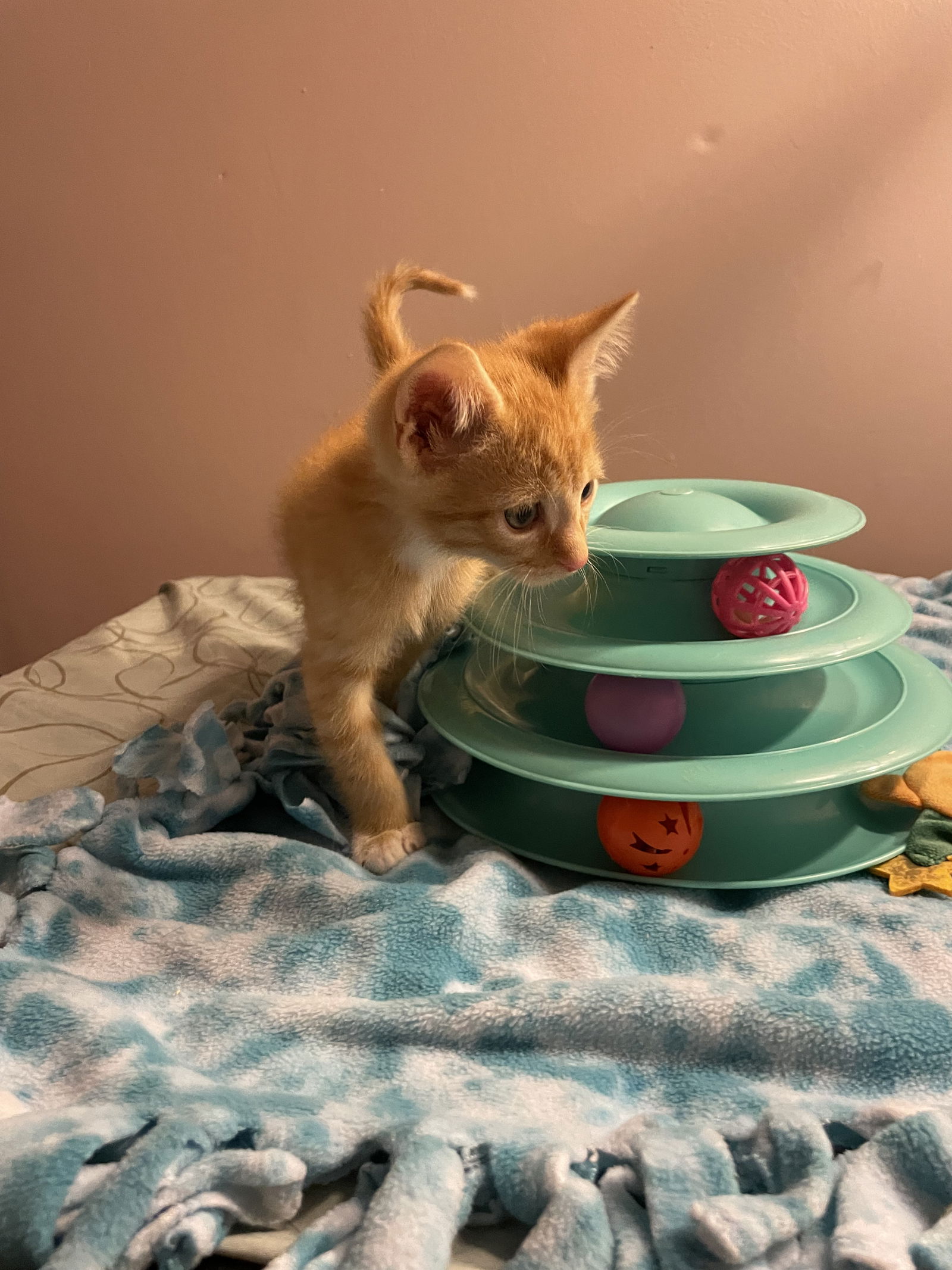 adoptable Cat in Stover, MO named Mango