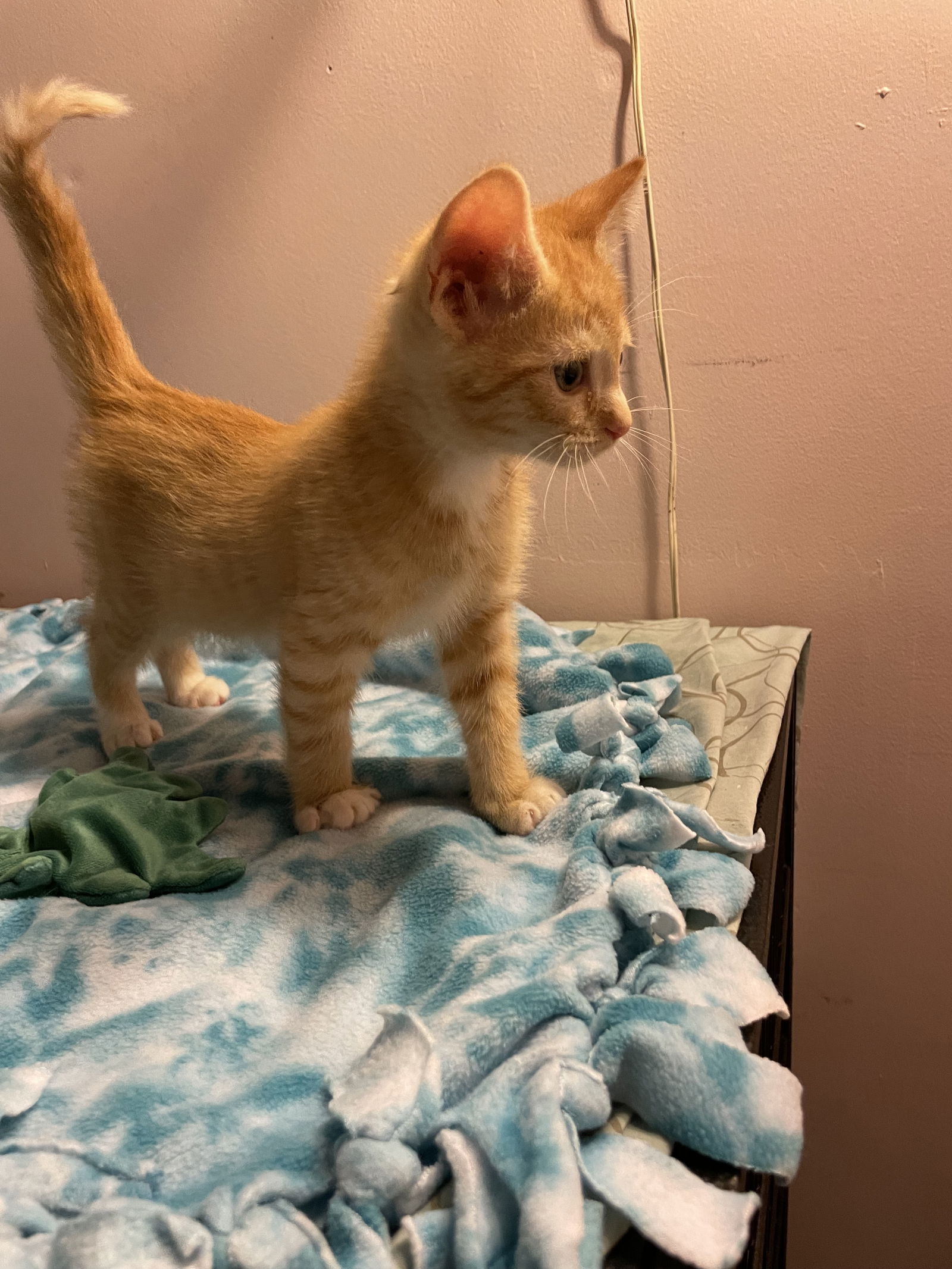 adoptable Cat in Stover, MO named Ginger