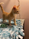 adoptable Cat in stover, MO named Ginger