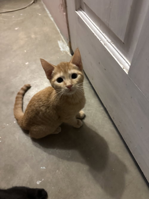 Dorito