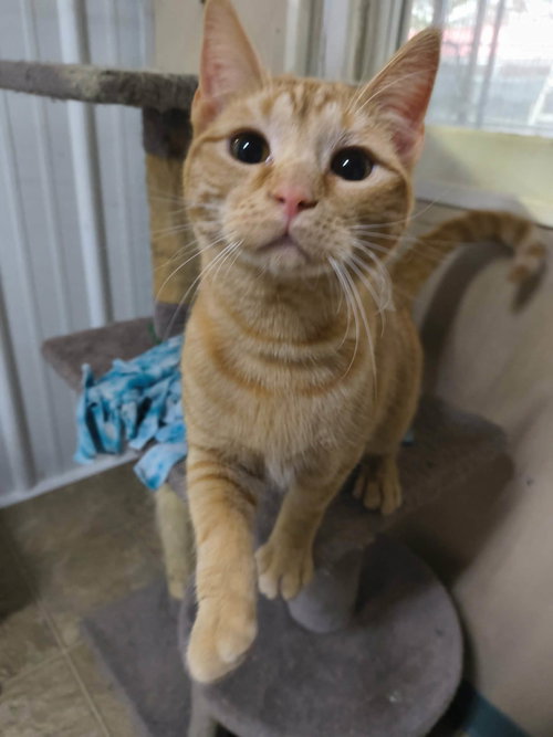 picture of the cat needing adoption