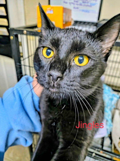 picture of the cat needing adoption
