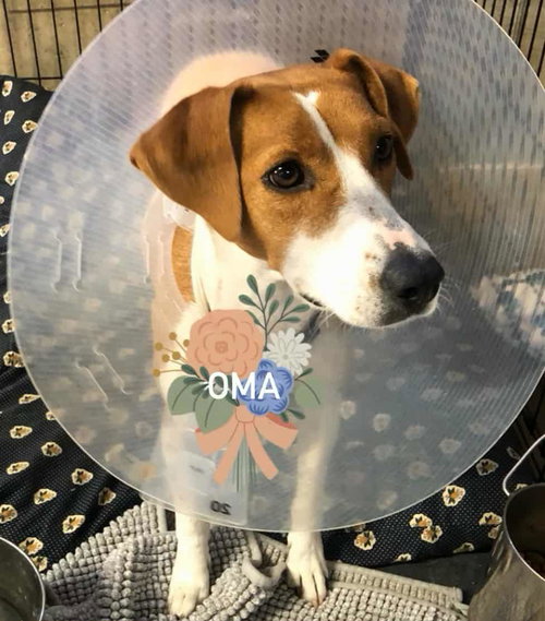 Oma