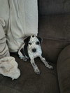 Bandit