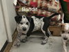 Bandit