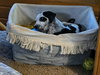 Bandit