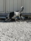 Bandit