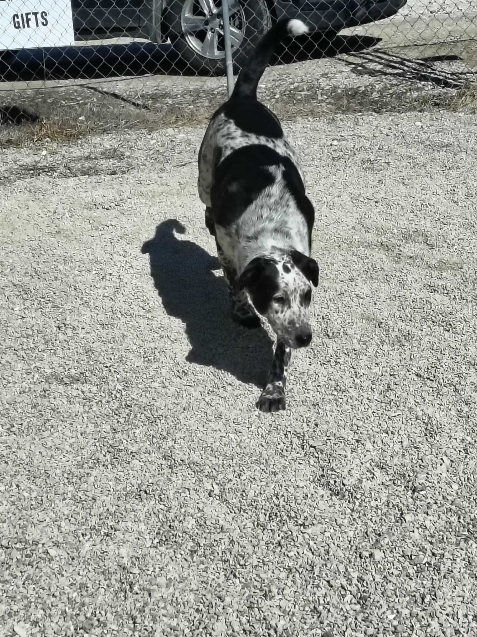 Bandit