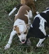 Speckles