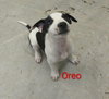 Oreo